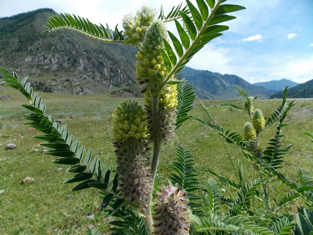 Image of Astragalus alopecurus specimen.