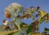 Hydrangea involucrata. Верхние части побегов с отцветающими соцветиями. Германия, г. Дюссельдорф, Ботанический сад университета. 05.09.2014.