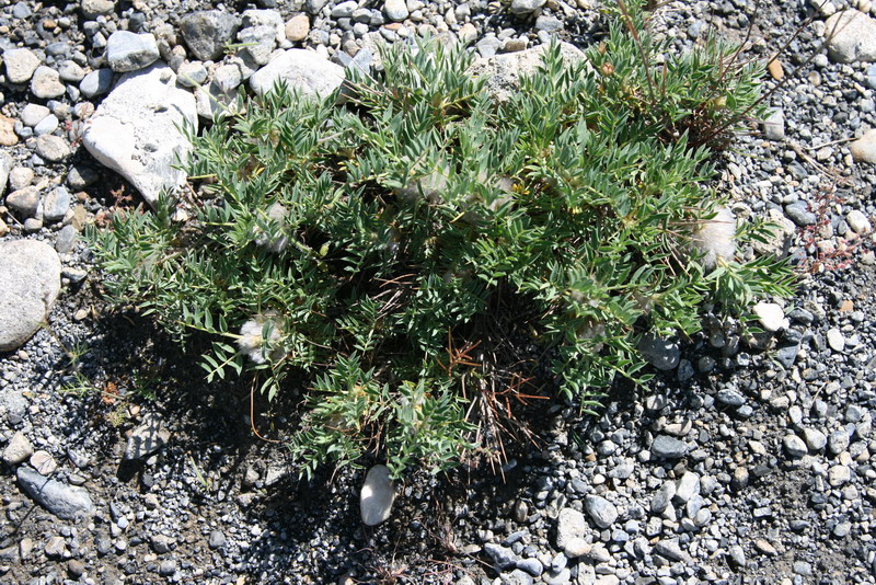 Image of Astragalus pterocephalus specimen.