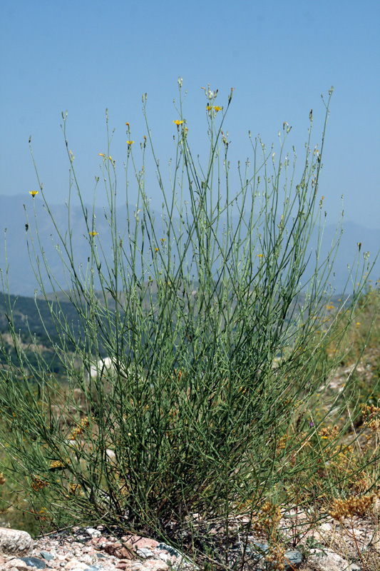 Image of Chondrilla lejosperma specimen.