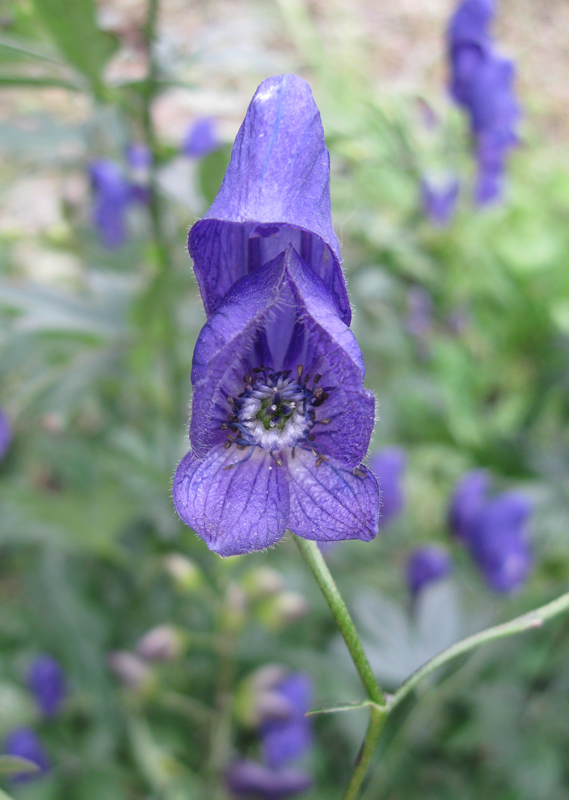 Изображение особи Aconitum &times; stoerkianum.