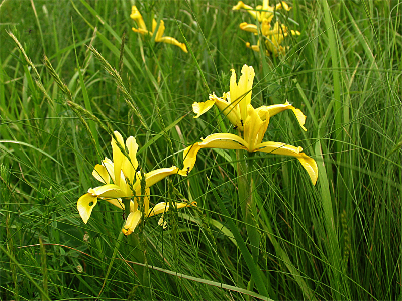 Изображение особи Iris halophila.