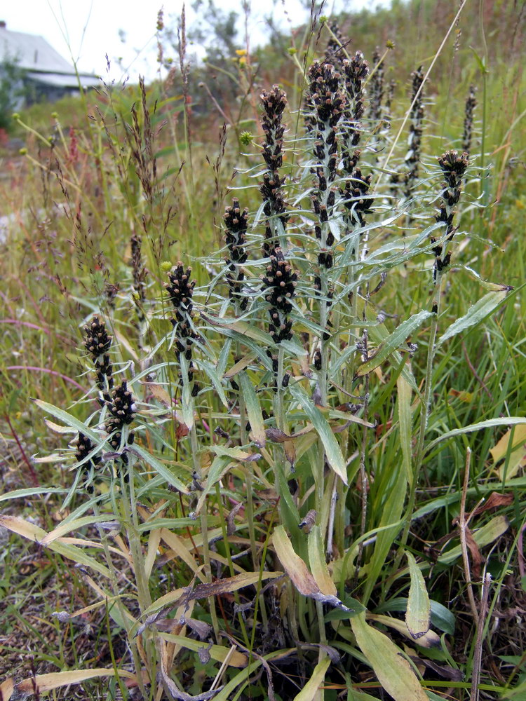 Image of Omalotheca norvegica specimen.