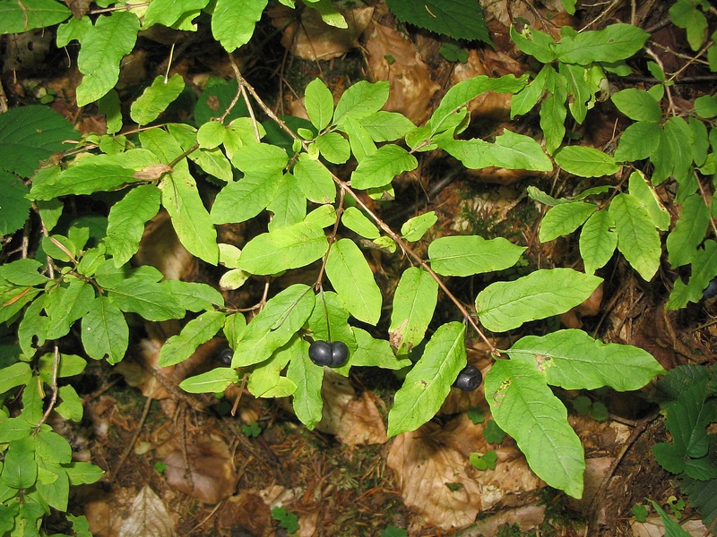 Image of Lonicera nigra specimen.