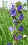 Echium vulgare