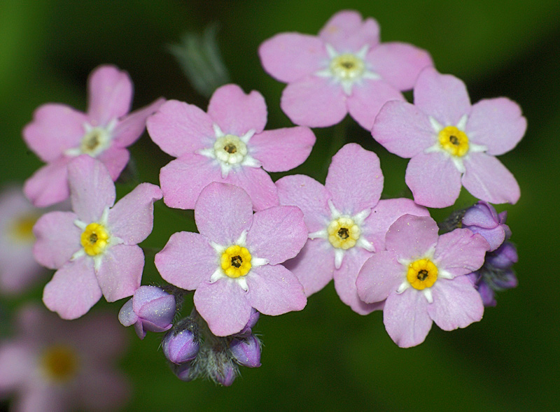 Image of Myosotis sylvatica specimen.