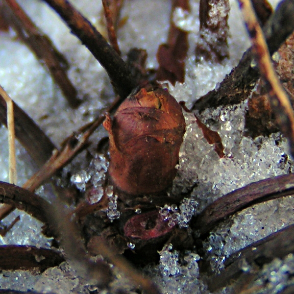 Image of Rhodiola coccinea specimen.