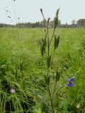 Delphinium cheilanthum. Соплодие. Иркутская обл., Иркутский р-н, окр. дер. Позднякова, заболоченный луг с ивами. 27.07.2015.