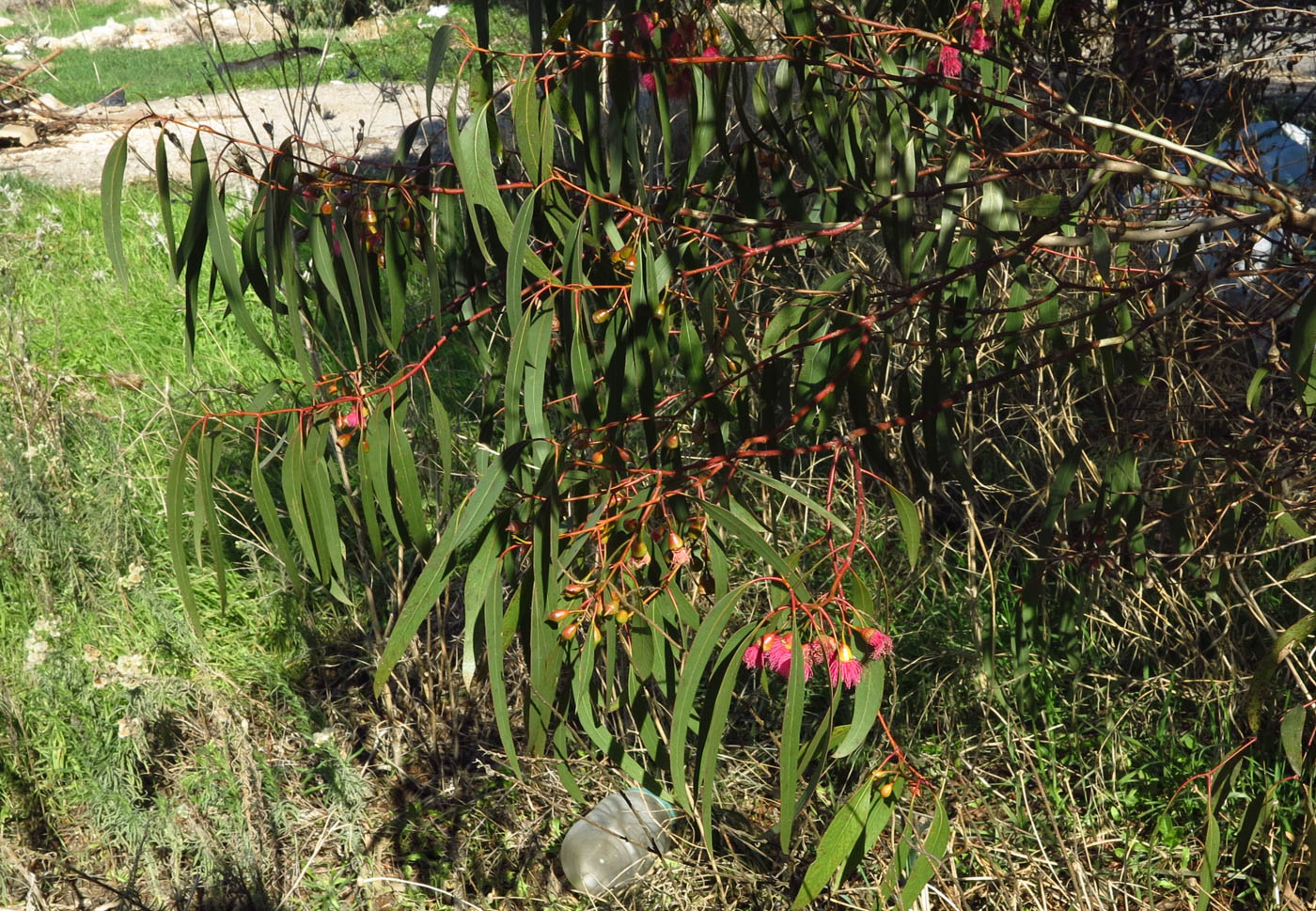 Изображение особи Eucalyptus leucoxylon.