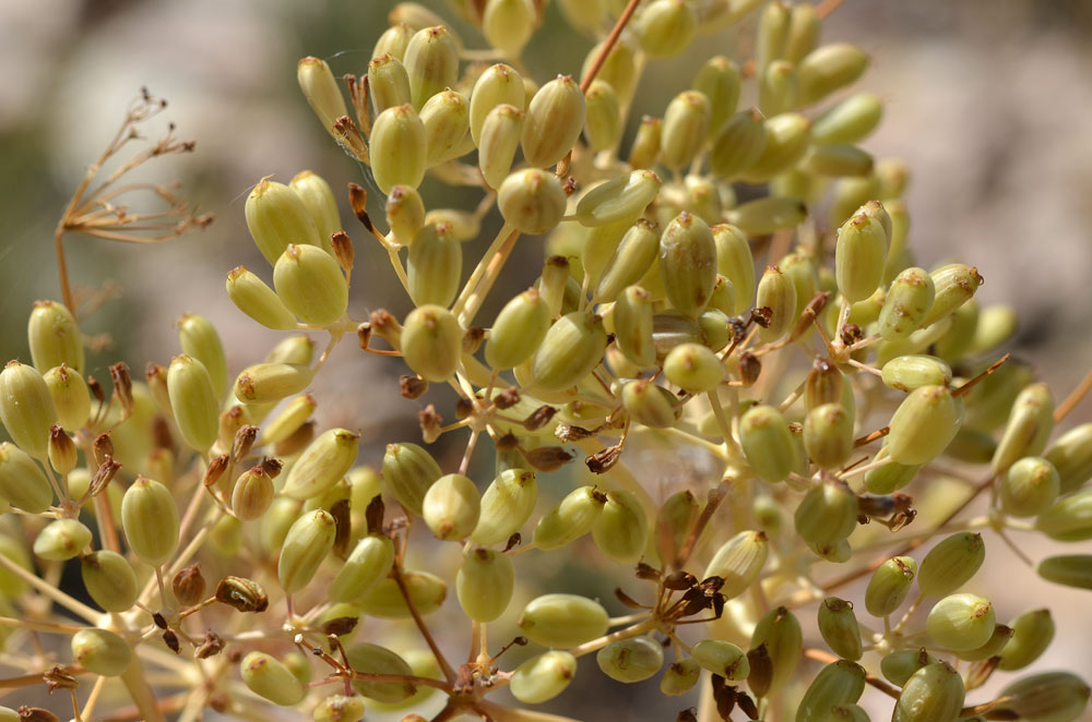 Image of Ferula ovina specimen.