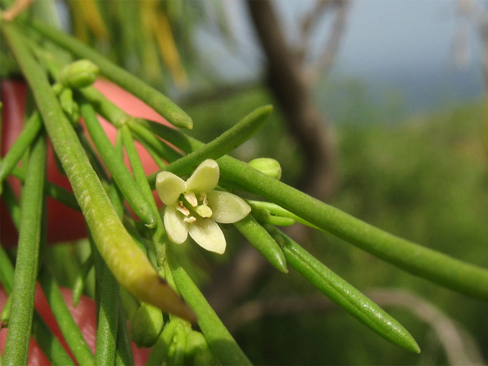 Image of Plocama pendula specimen.