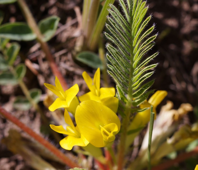 Image of genus Astragalus specimen.