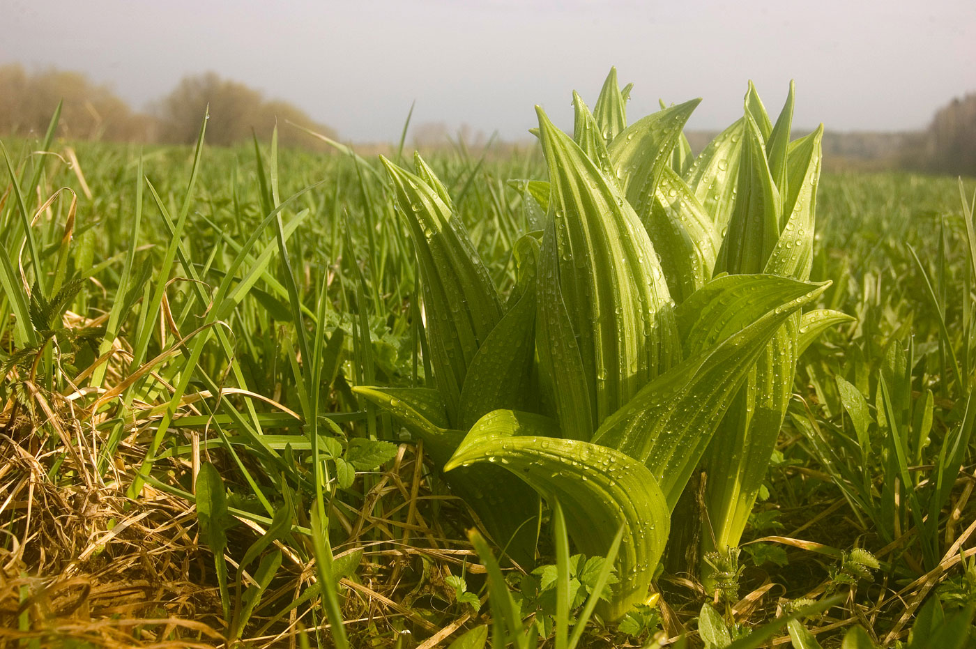 Изображение особи Veratrum lobelianum.