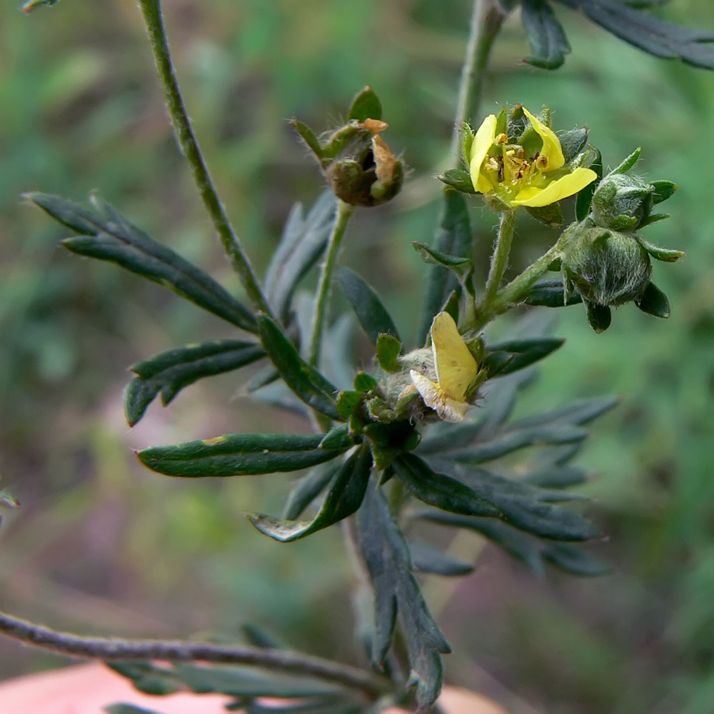 Image of Potentilla argentea specimen.