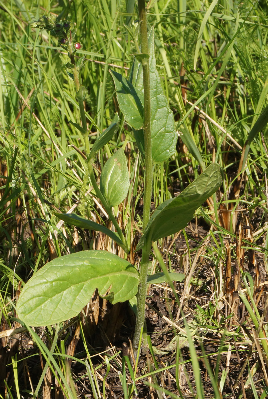 Image of Verbascum phoeniceum specimen.