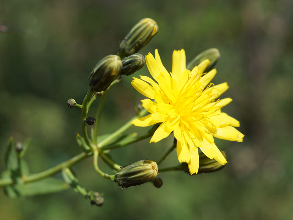 Image of Hieracium virosum specimen.