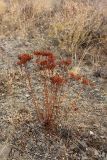 Hypericum scabrum. Плодоносящее растение. Южный Казахстан, Сырдарьинский Каратау, р-н перевала Куюк. 07.10.2014.