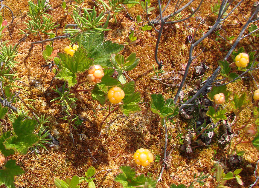 Изображение особи Rubus chamaemorus.