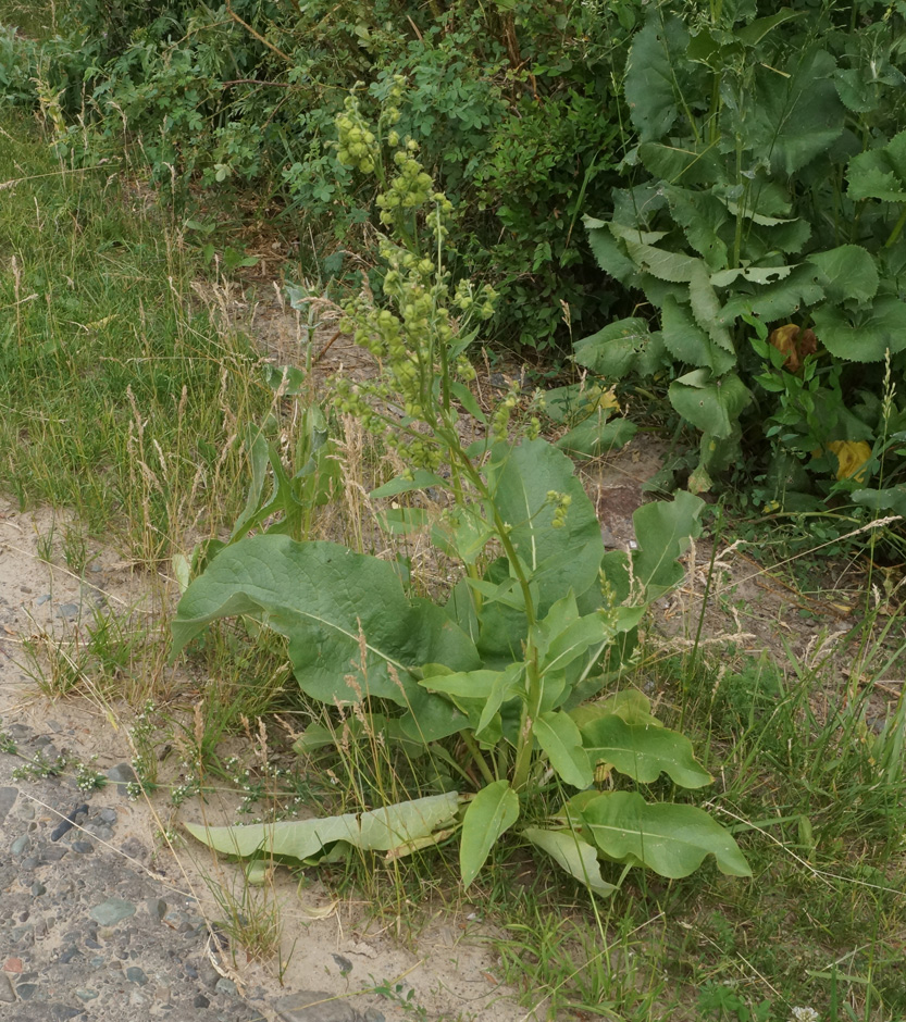 Изображение особи Cynoglossum viridiflorum.