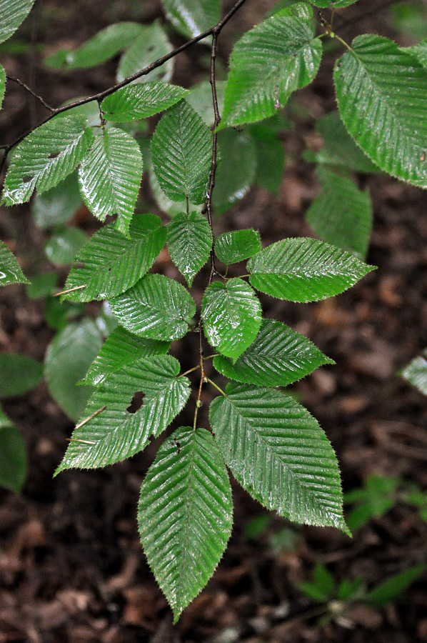 Image of Carpinus cordata specimen.