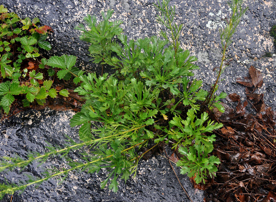 Image of Artemisia japonica specimen.