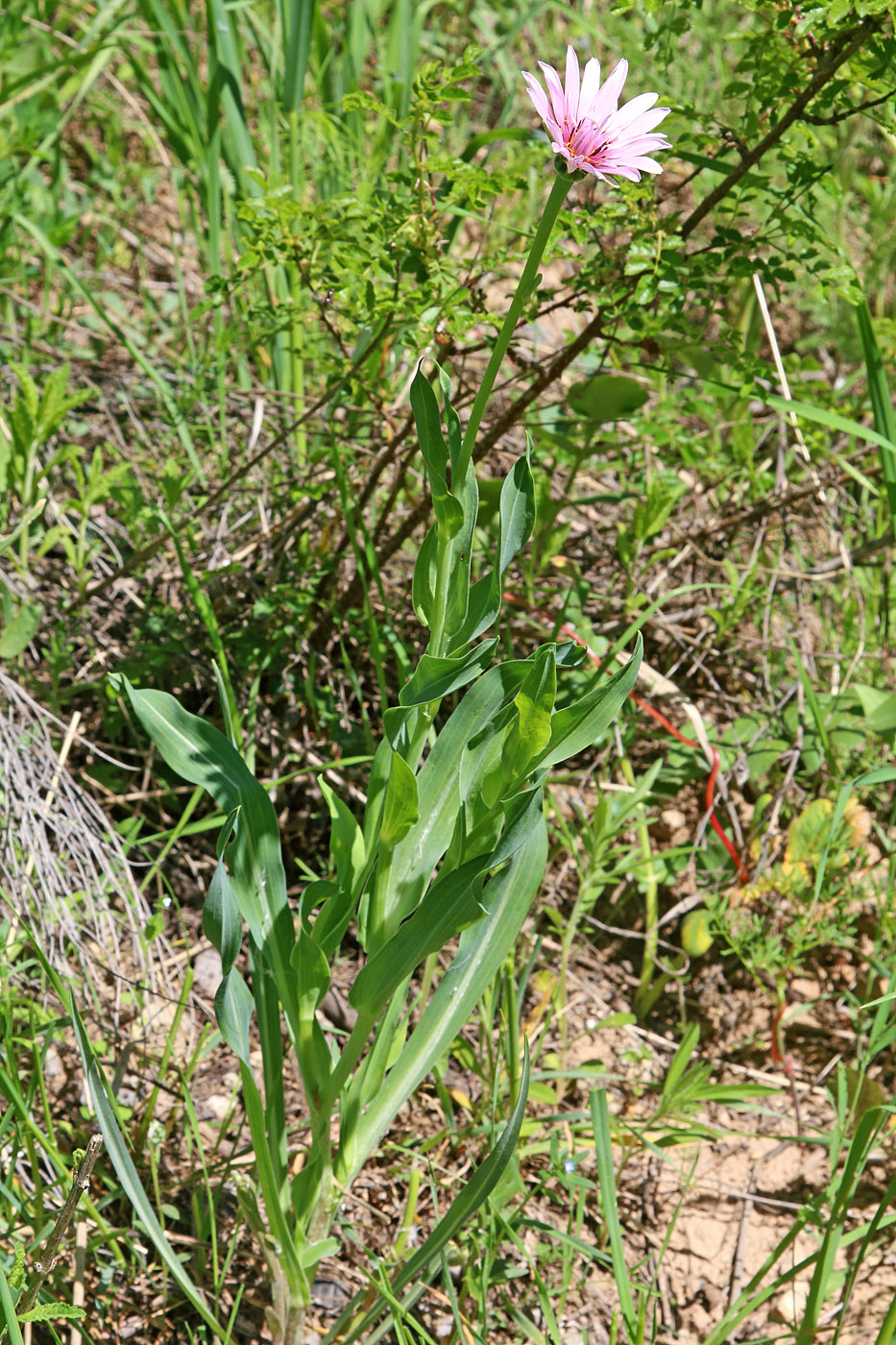 Изображение особи Tragopogon malikus.