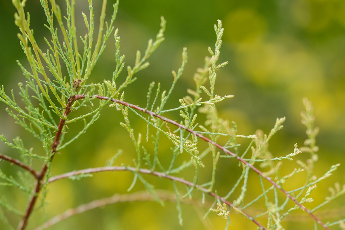 Image of Tamarix ramosissima specimen.