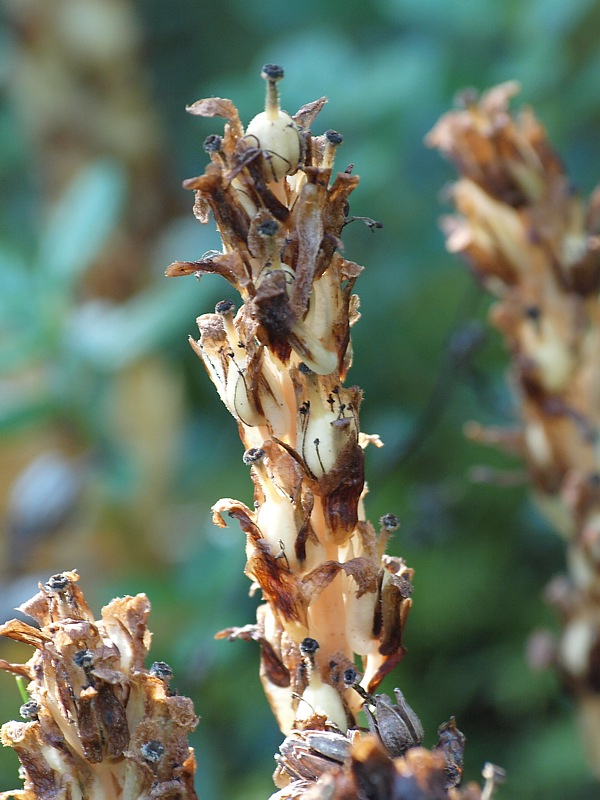 Image of Hypopitys monotropa specimen.