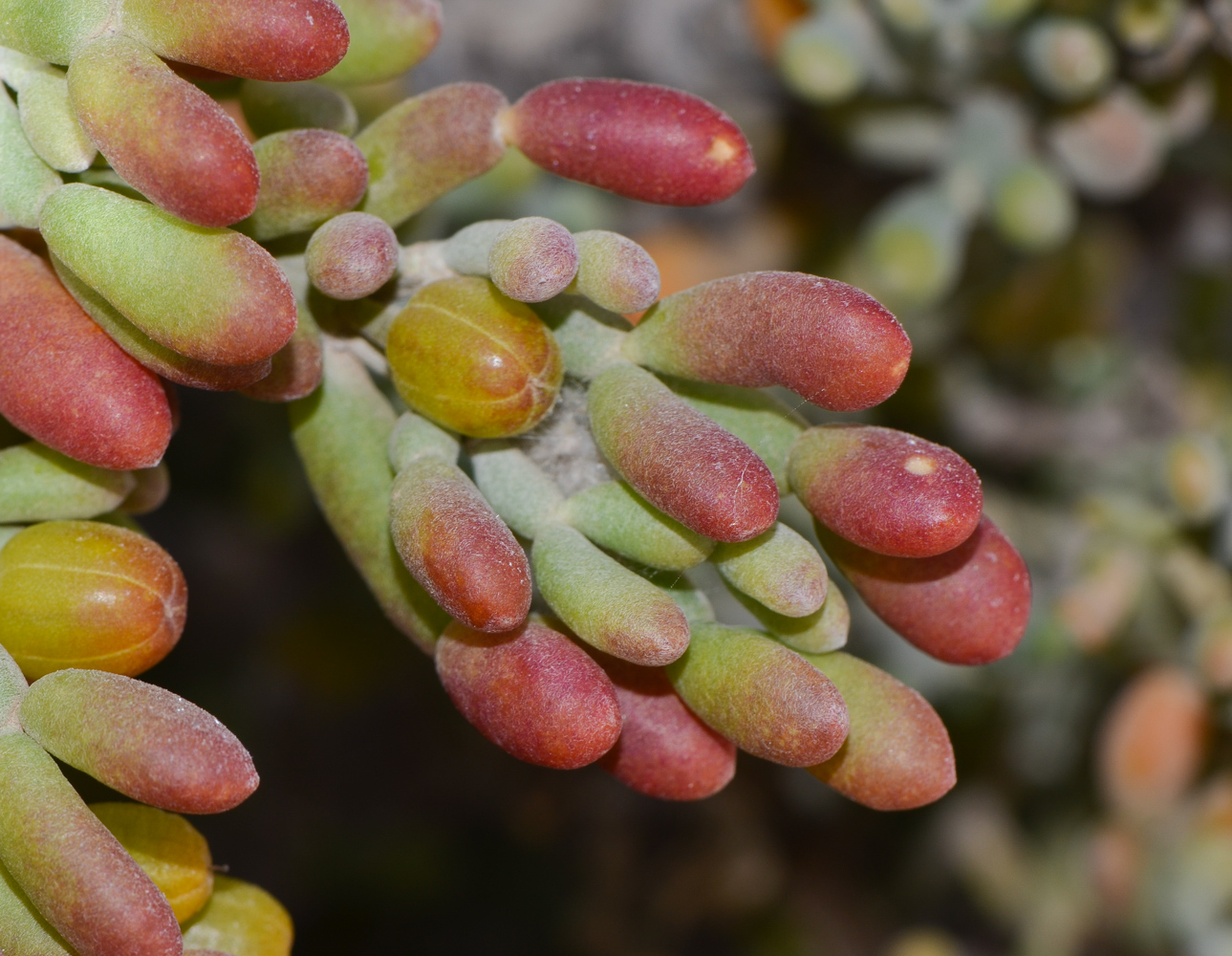 Изображение особи Tetraena fontanesii.