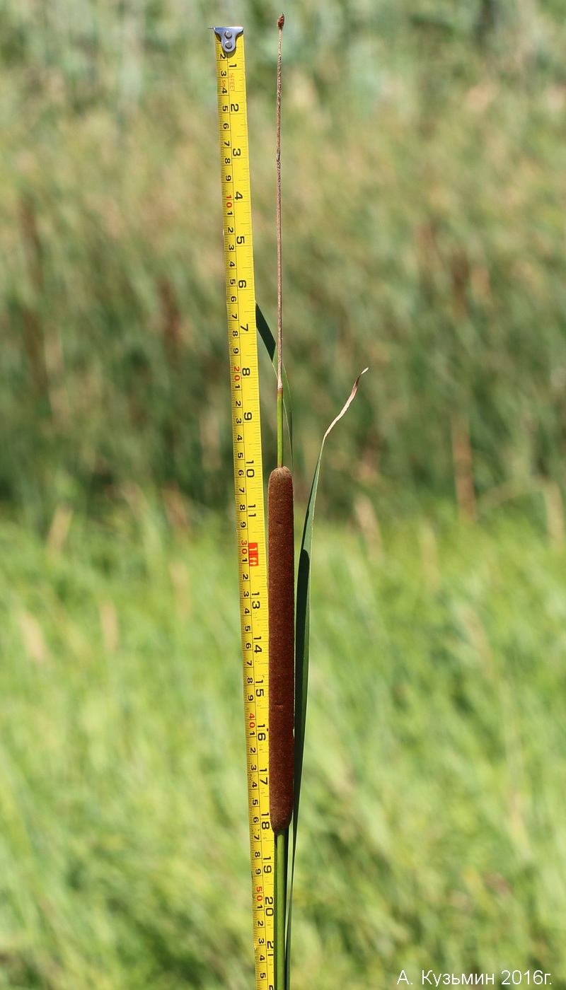 Image of genus Typha specimen.