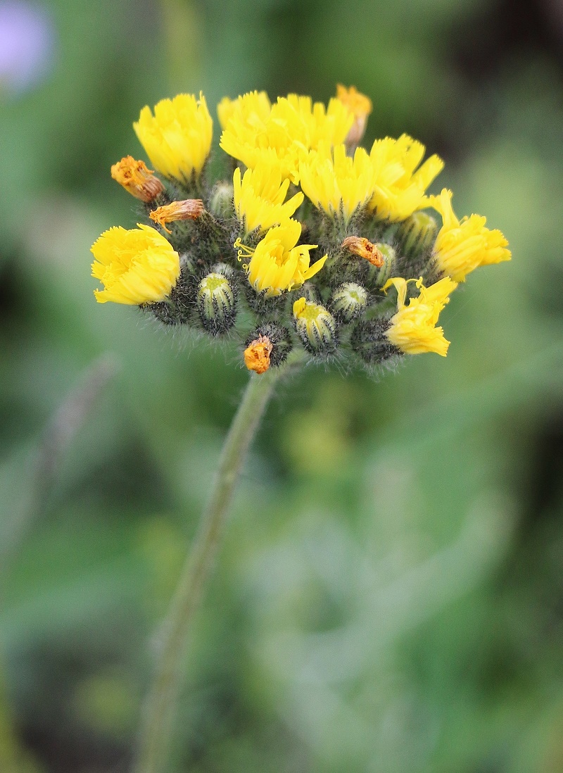 Image of Pilosella cymosa specimen.