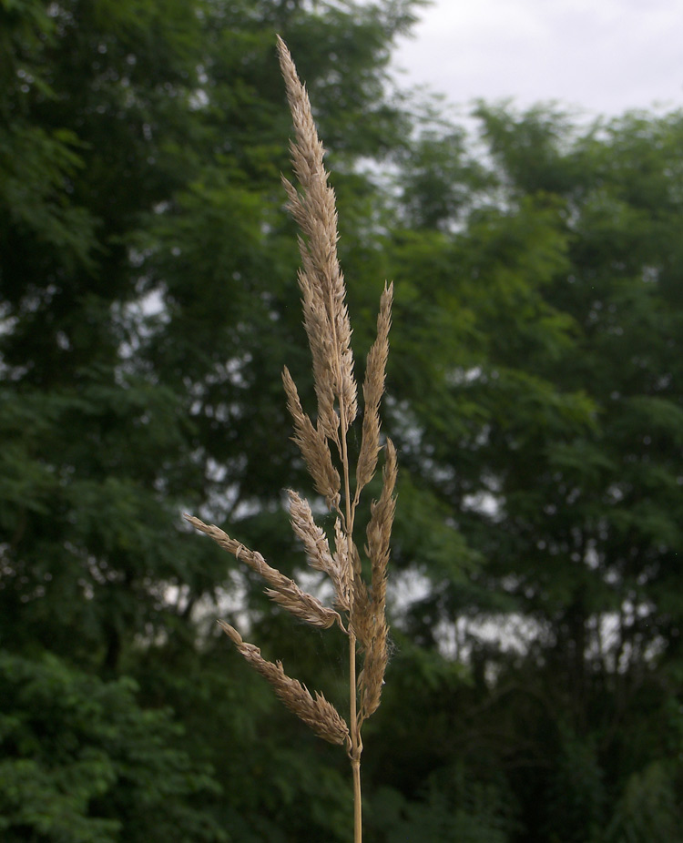 Image of Phalaroides arundinacea specimen.