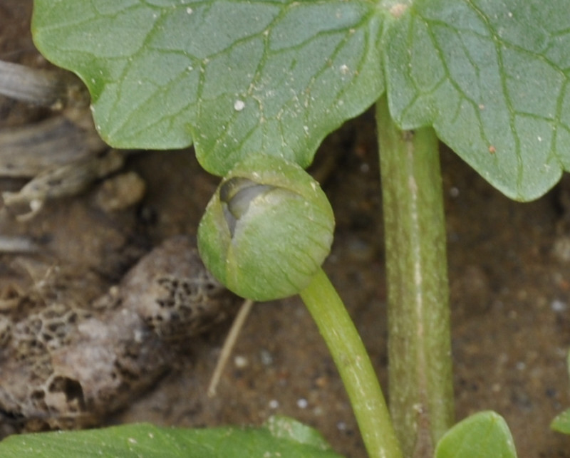 Изображение особи Ficaria calthifolia.