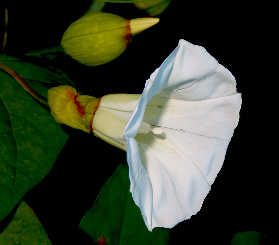 Image of Calystegia silvatica specimen.