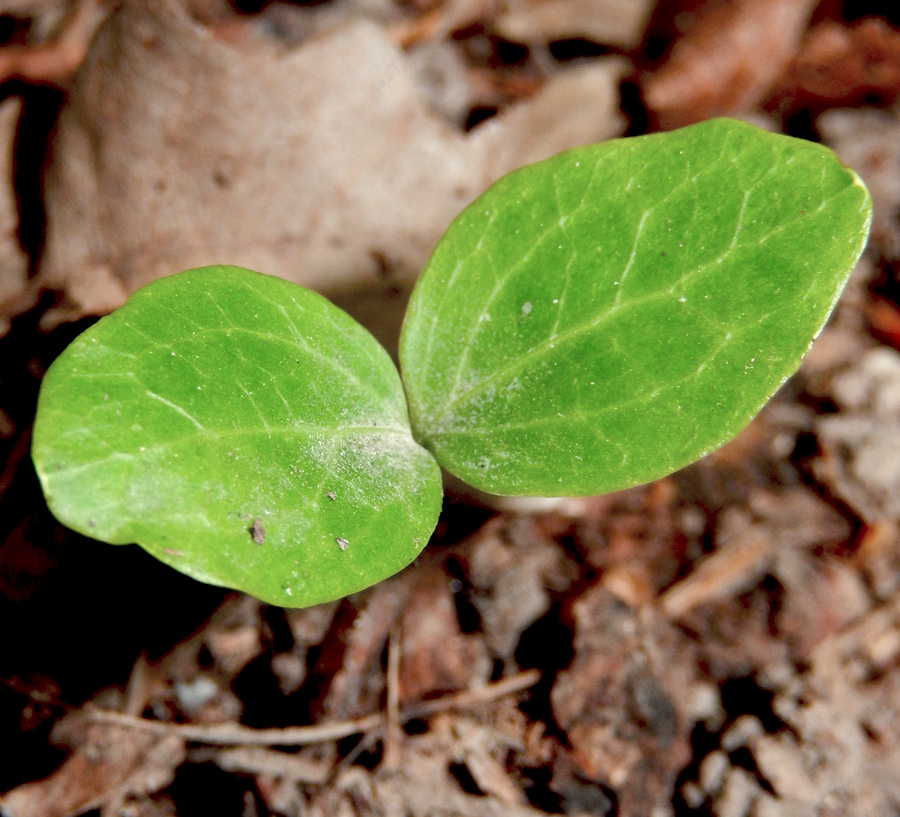 Image of Hedera helix specimen.