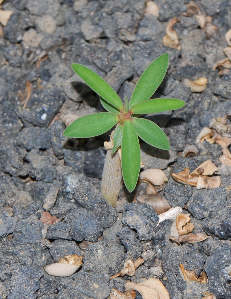 Image of Euphorbia balsamifera specimen.