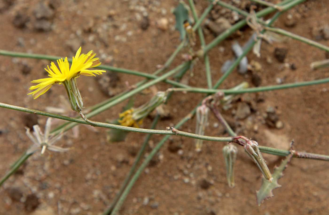 Image of Paramicrorhynchus procumbens specimen.