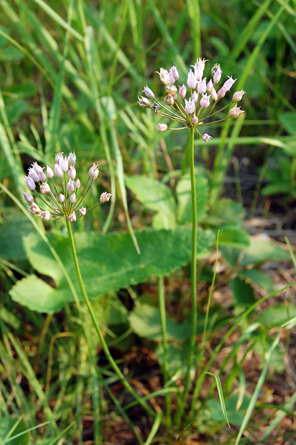 Image of Allium angulosum specimen.