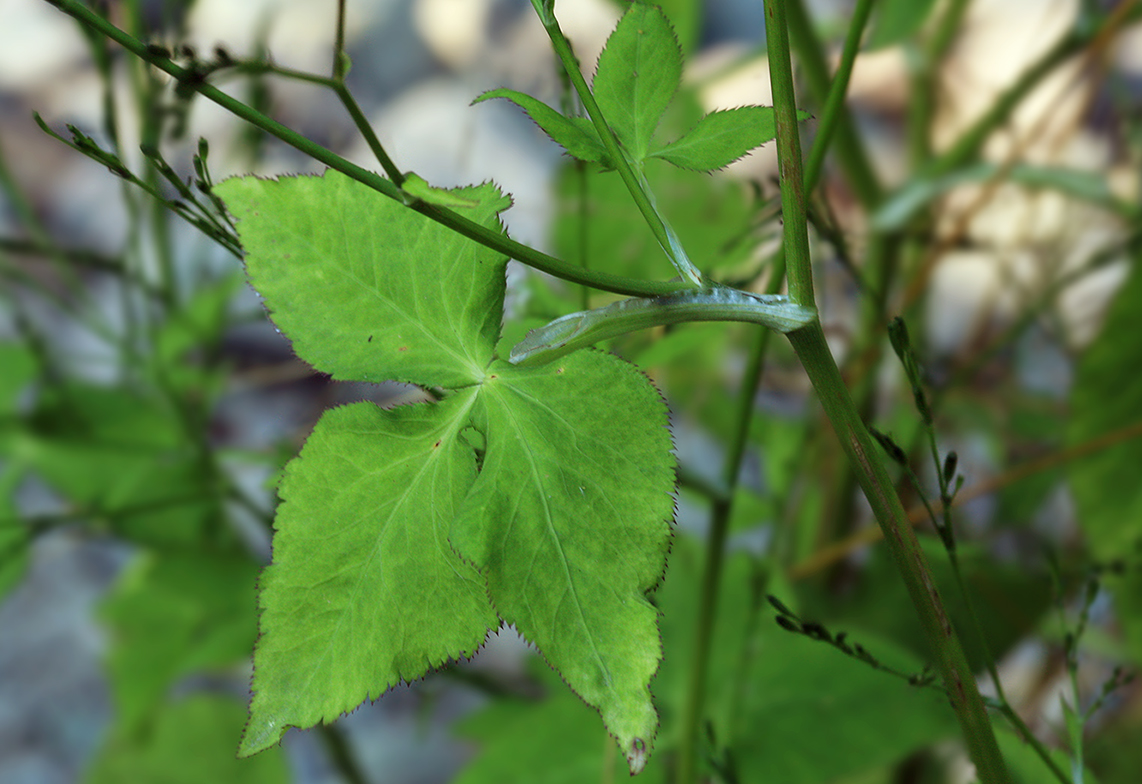 Изображение особи Cryptotaenia japonica.