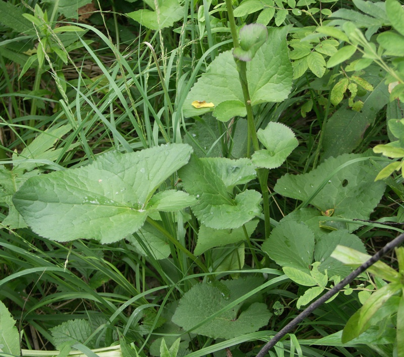 Изображение особи Ligularia lydiae.