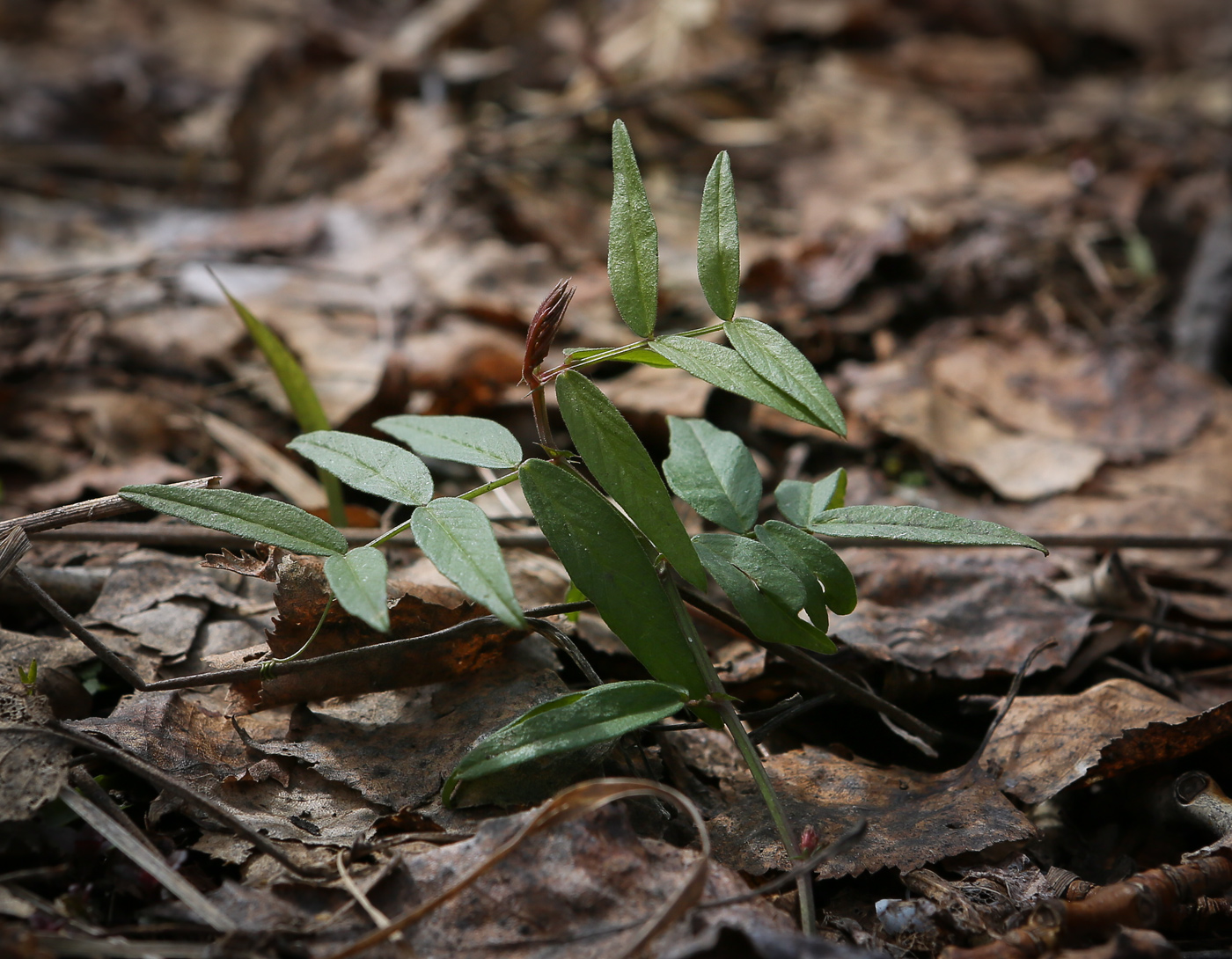 Image of Vicia sepium specimen.