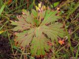 Geranium erianthum. Прикорневой лист в осенней окраске. Магаданская обл., окр. г. Магадан, 27 км основной трассы. 14.09.2014.