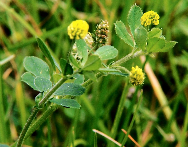 Изображение особи Medicago lupulina.