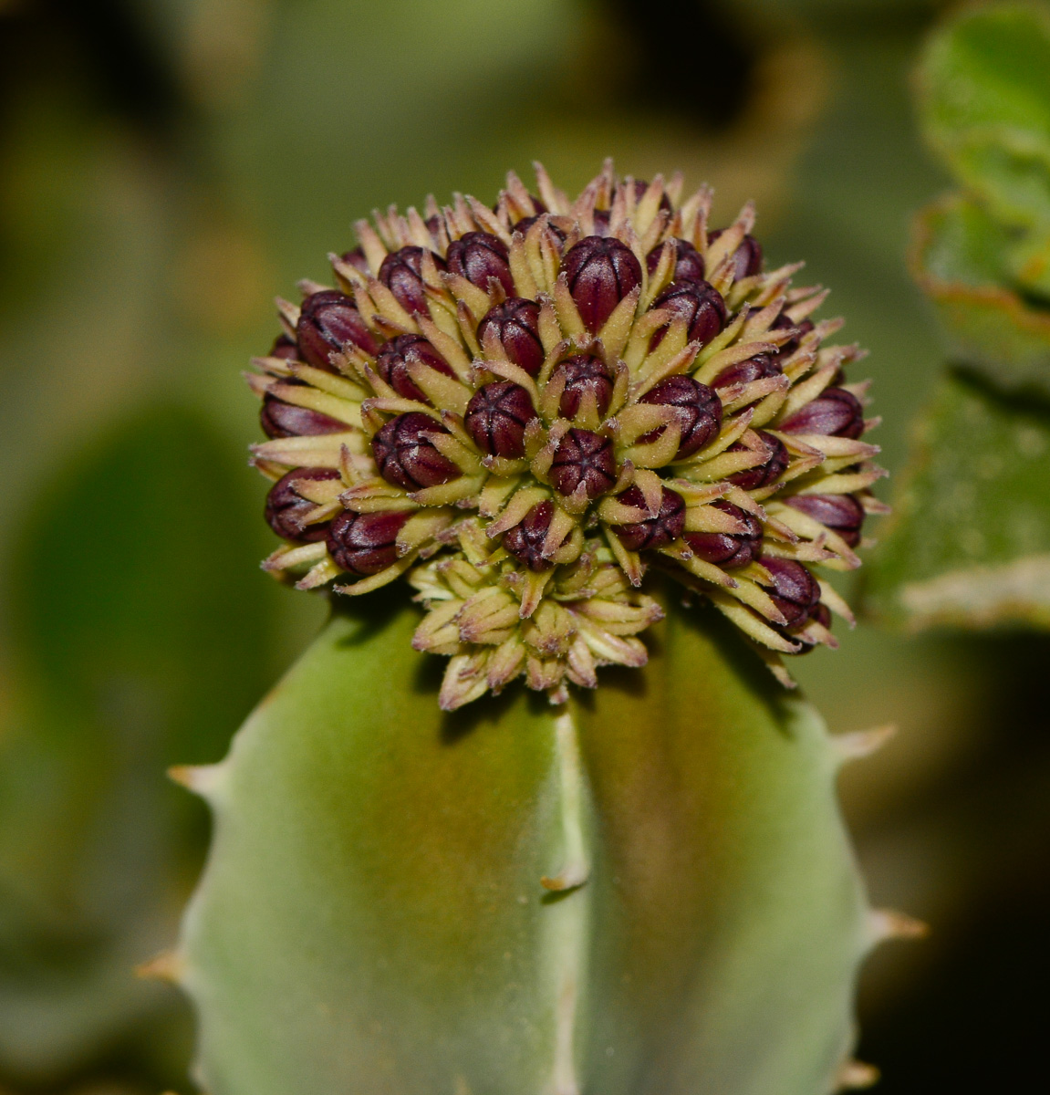 Image of Desmidorchis speciosa specimen.