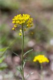 Alyssum trichostachyum