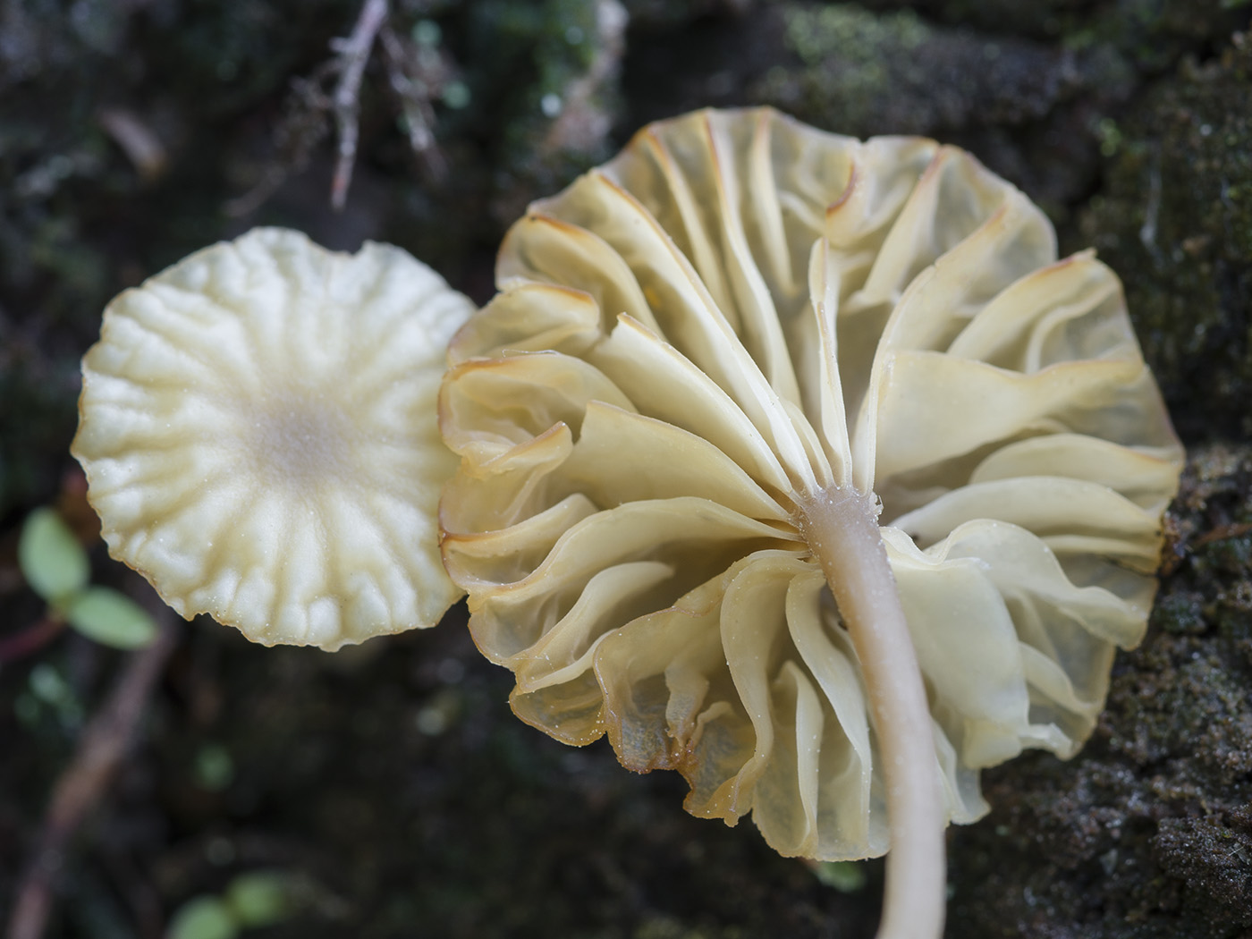 Image of Lichenomphalia umbellifera specimen.