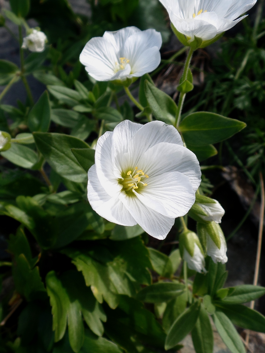 Image of Cerastium lithospermifolium specimen.