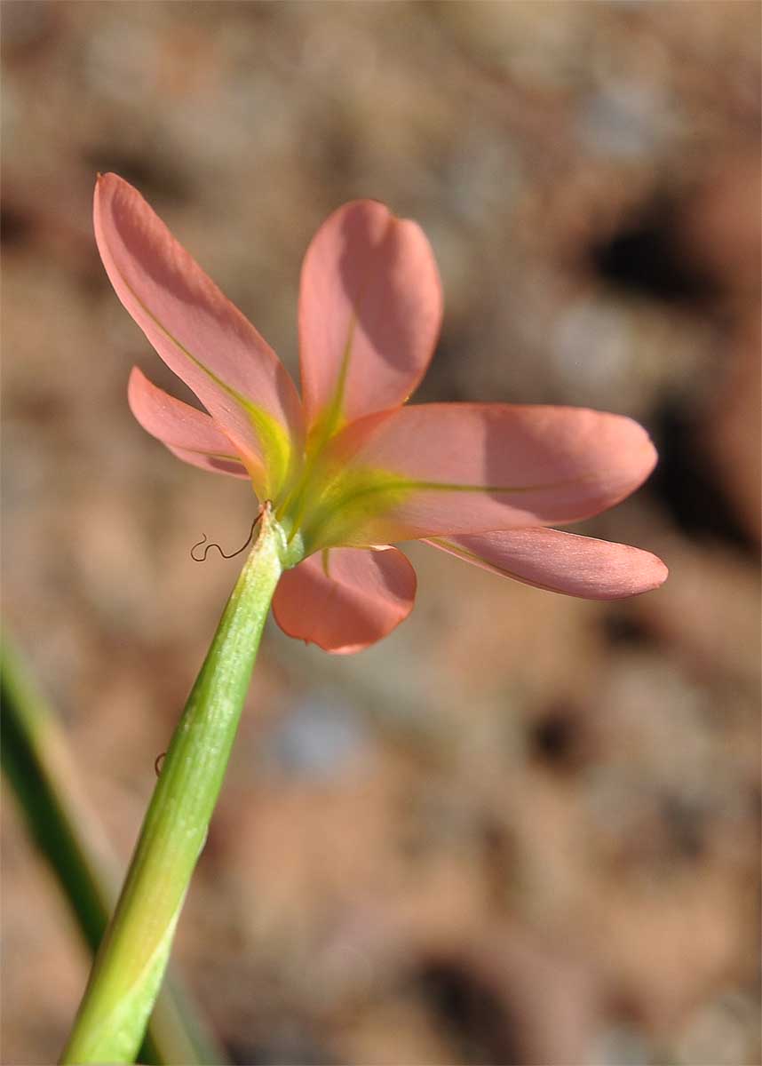 Image of Moraea miniata specimen.