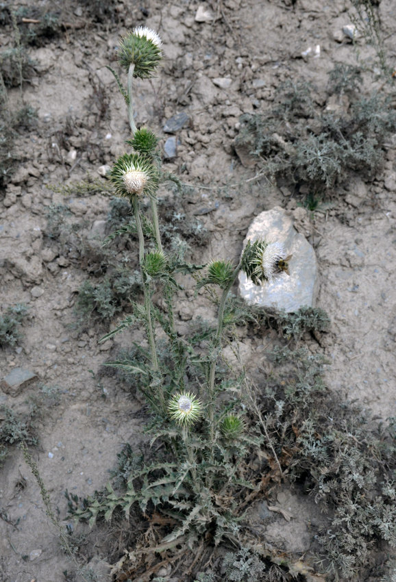 Image of Carduus coloratus specimen.