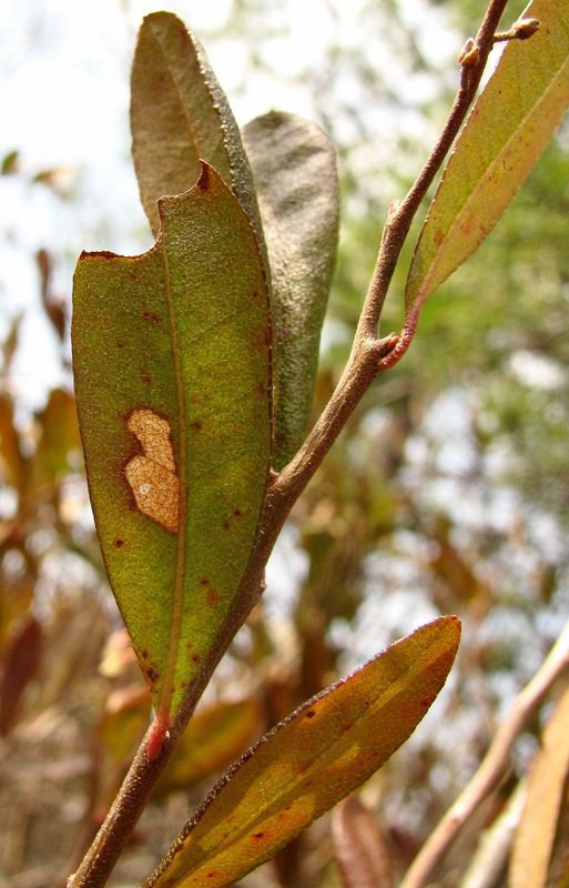 Изображение особи Chamaedaphne calyculata.